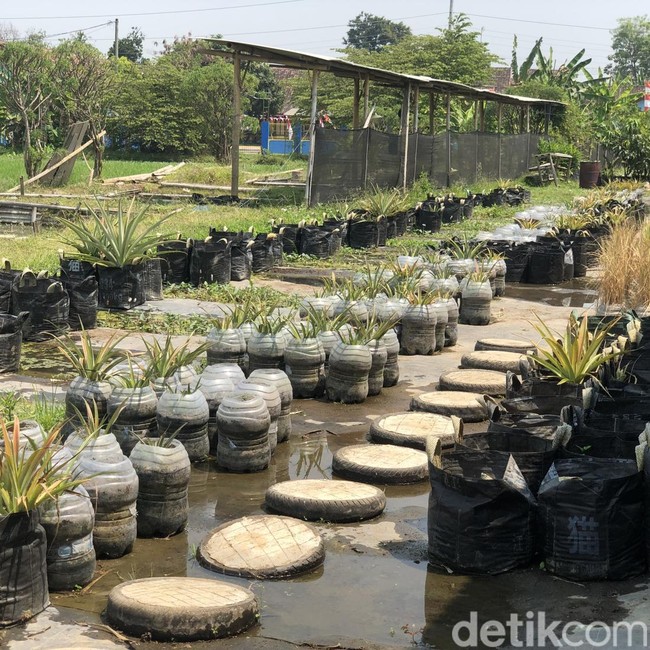 Penampakan Nanas Ditanam Dalam Galon Bekas di Margoluwih Sleman