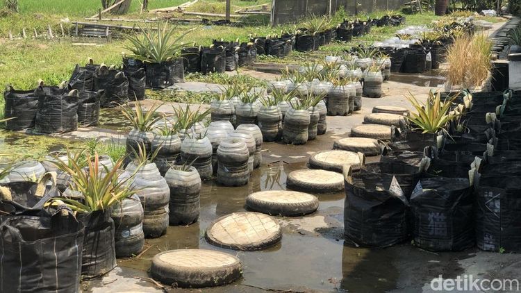 Penampakan Nanas Ditanam Dalam Galon Bekas di Margoluwih Sleman
