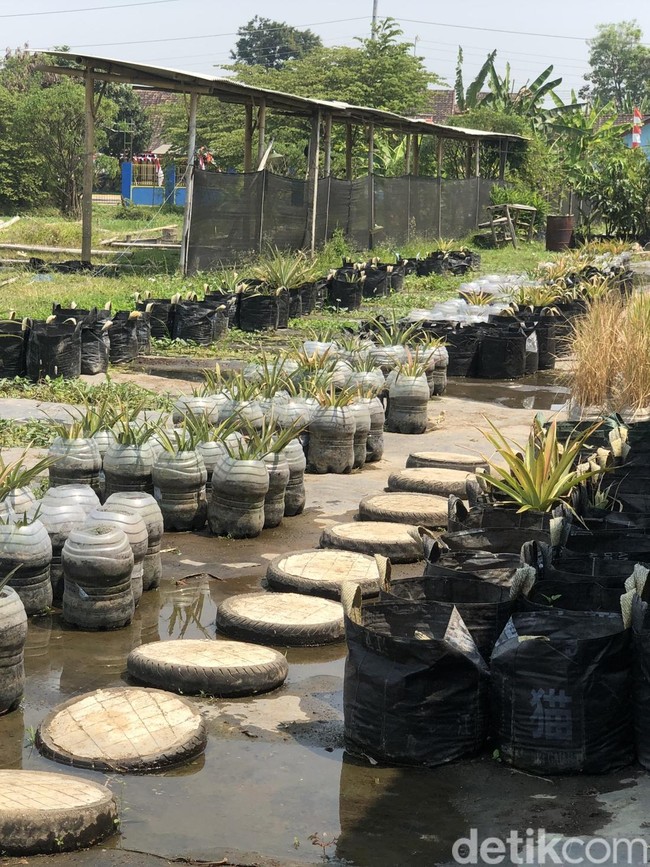 Penampakan Nanas Ditanam Dalam Galon Bekas di Margoluwih Sleman