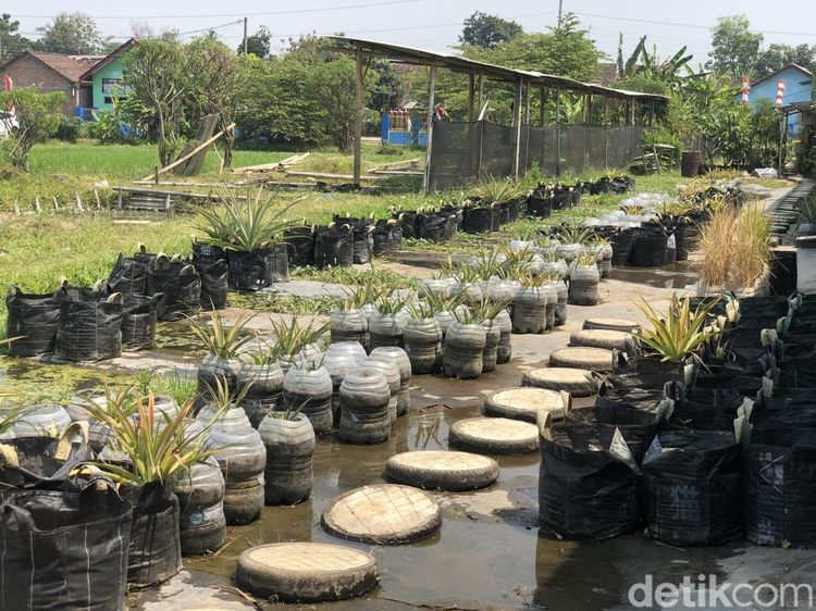 Penampakan Nanas Ditanam Dalam Galon Bekas di Margoluwih Sleman