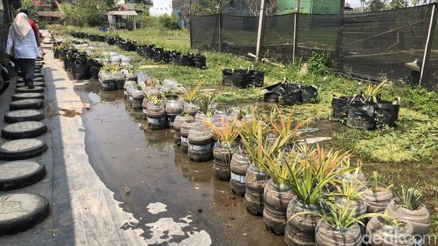 Nanas Jumbo di Galon Bekas Sleman. Hamparan galon bekas dengan tanaman nanas di Kampung Nanas Amargaluwih Jumbo, Padukuhan Barak, Kalurahan Margoluwih, Seyegan, Sleman, Minggu (16/8/2026).