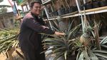Penampakan Nanas Ditanam Dalam Galon Bekas di Margoluwih Sleman
