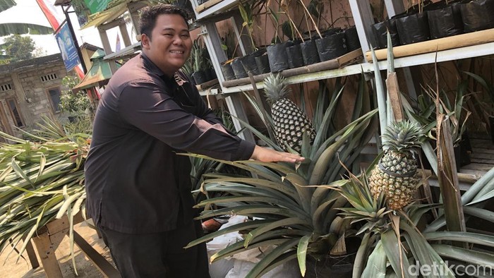 Hamparan galon bekas dengan tanaman nanas di Kampung Nanas Amargaluwih Jumbo, Padukuhan Barak, Kalurahan Margoluwih, Seyegan, Sleman, Minggu (16/8/2026).