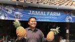 Penampakan Nanas Ditanam Dalam Galon Bekas di Margoluwih Sleman