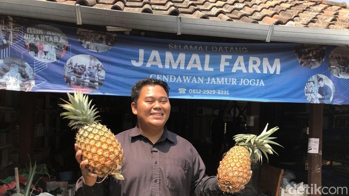 Hamparan galon bekas dengan tanaman nanas di Kampung Nanas Amargaluwih Jumbo, Padukuhan Barak, Kalurahan Margoluwih, Seyegan, Sleman, Minggu (16/8/2026).
