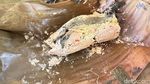 Nasi Uduk Sejak 1890 di Bogor Ini Punya Lauk Unik, Ada Picung dan Torpedo