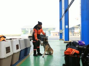 10 Anjing Pelacak Tiba di Flores, Fokus Cari Korban Gempa