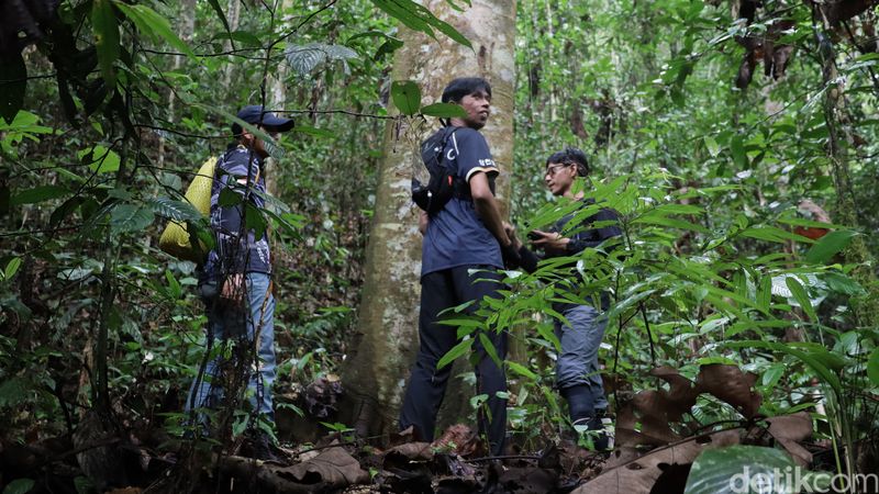 Serunya patroli hutan bersama Tim SPTN Wilayah 2 Resort Sungai Bahau di kawasan hutan Lalut Birai. Serunya patroli hutan bersama Tim SPTN Wilayah 2 Resort Sungai Bahau di kawasan hutan Lalut Birai.