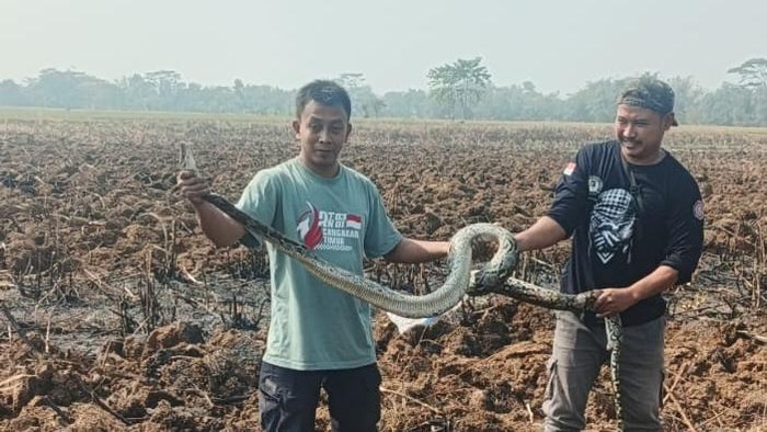 Evakuasi sanca sepanjang 3 meter di area pertanian, Popongan, Karanganyar, Minggu (16/8/2026).