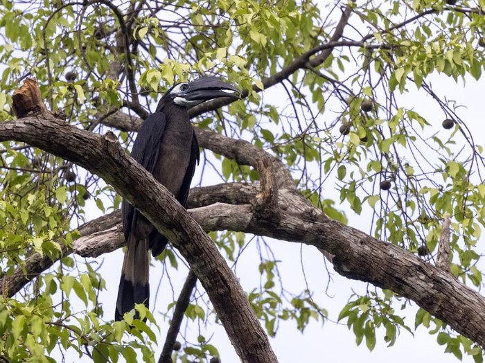 Burung enggang klihingan. (dok iNaturalist/Niall Perrins)