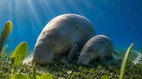 Dugong Berkaki Jadi Juara Lomba Gambar Seni AI, Netizen Protes