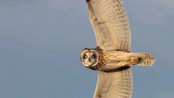 Burung hantu yang melintas, dengan sayap terbentang dan tolehan ke arah kamera. Fantastic! Foto: InternetDaddy via Bored Panda