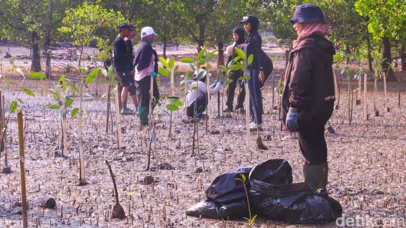 Freedivers Tarakan dan Komunitas Pecinta Alam Liar tengah asik menanam mangrove. Freedivers Tarakan dan Komunitas Pecinta Alam Liar tengah asik menanam mangrove.
