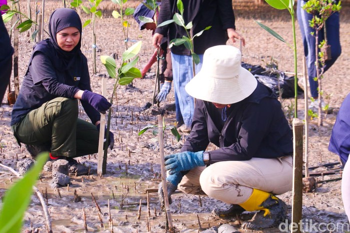 Freedivers Tarakan dan Komunitas Pecinta Alam Liar tengah asik menanam mangrove.