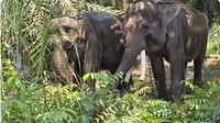 2 Gajah Gembira Loka Jogja Dipindah ke Tabang Zoo Kaltim Tuai Polemik