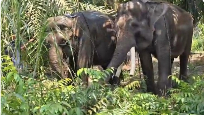 Dua ekor gajah Sumatera, Deo dan Sinta. Foto diunggah Senin (17/8/2026).