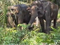 2 Gajah Gembira Loka Jogja Dipindah ke Tabang Zoo Kaltim Tuai Polemik
