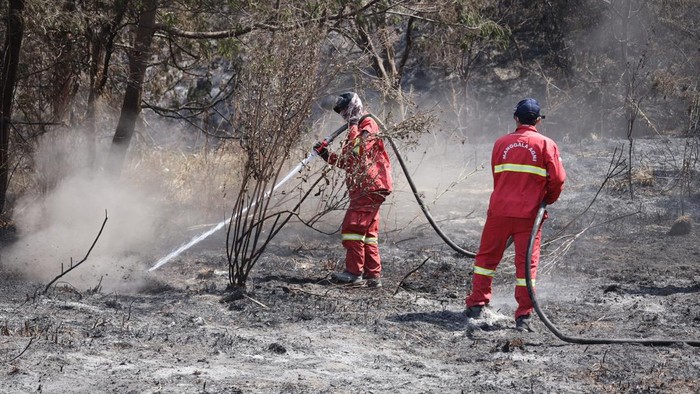 Petugas gabungan melakukan pendinginan (mopping up) di kawasan Taman Nasional Bromo Tengger Semeru (TNBTS), Senin (17/8/2026). Penyisiran dilakukan untuk memastikan tidak ada bara api yang masih tersisa dan berpotensi memicu kebakaran kembali.
