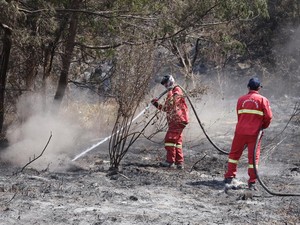 TNBTS Mulai Hitung Kerugian Karhutla Bromo