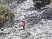 Hitung-hitungan Kerugian Kebakaran Hutan yang Hanguskan Bromo