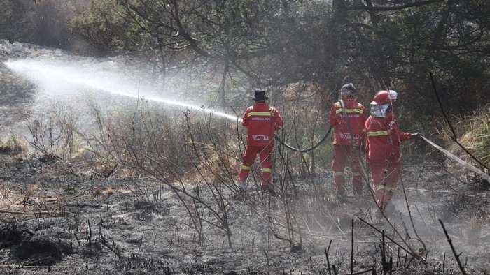 Petugas gabungan melakukan pendinginan (mopping up) di kawasan Taman Nasional Bromo Tengger Semeru (TNBTS), Senin (17/8/2026). Penyisiran dilakukan untuk memastikan tidak ada bara api yang masih tersisa dan berpotensi memicu kebakaran kembali.