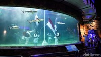 Penyelam melakukan upacara bawah air di Sea World Ancol, Jakarta Utara, Senin (17/8/2026), dalam rangka memperingati HUT ke-81 Republik Indonesia.