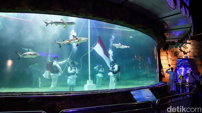 Para penyelam menggelar upacara HUT ke-81 RI di dalam akuarium raksasa Sea World Ancol, Jakarta Utara, Senin (17/8/2026), dengan mengibarkan Merah Putih di bawah air.