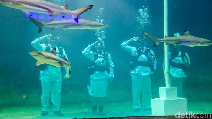 Para penyelam menggelar upacara HUT ke-81 RI di dalam akuarium raksasa Sea World Ancol, Jakarta Utara, Senin (17/8/2026), dengan mengibarkan Merah Putih di bawah air.