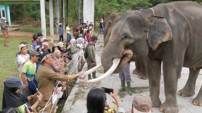 Populasi gajah Sumatera di Bentang Alam Seblat, Bengkulu