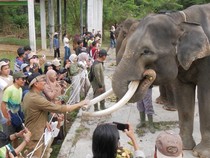 BKSDA Catat Gajah di Bengkulu Tinggal 25-30 Ekor