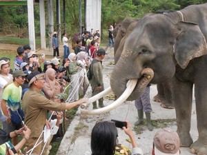 Populasi Gajah di Bengkulu Terancam, Kini Tinggal 25-30 Ekor