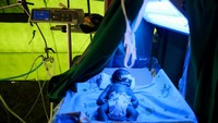 Potret Perawatan Bayi Baru Lahir di Tenda Darurat Pascagempa Flores