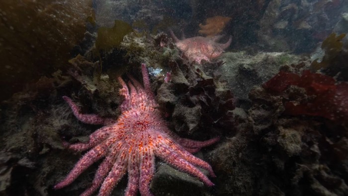 Puluhan bintang laut bunga matahari (sunflower sea star) yang terancam punah kembali dilepas ke perairan Kepulauan San Juan, Washington, Amerika Serikat