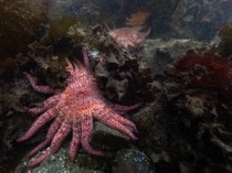 Cara Ilmuwan Lepas Bintang Laut Langka untuk Jaga Ekosistem