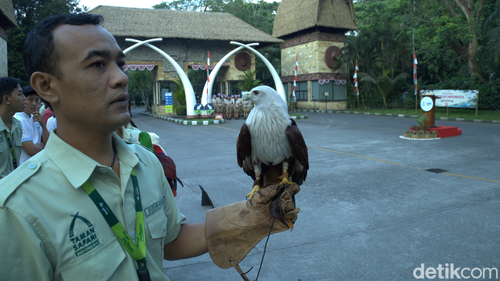 Seekor elang bondol betina bertengger di tangan sang pawang saat mengikuti upacara bendera di Taman Safari Bali, Senin (17/8/2026). (Aryo Mahendro/detikBali).
