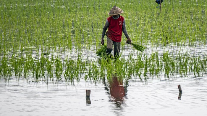 Petani menanam padi di lahan Danau Rawa Pening yang debit airnya menyusut di Desa Asinan, Bawen, Kabupaten Semarang, Jawa Tengah, Senin (17/8/2026). Sejumlah warga setempat memanfaatkan lahan di kawasan genangan Danau Rawa Pening yang debit airnya menyusut selama musim kemarau untuk bercocok tanam padi dengan masa panen sekali dalam setahun, sehingga lahan tersebut tetap produktif sekaligus memberikan hasil panen untuk memenuhi kebutuhan pangan dan menambah penghasilan warga. ANTARA FOTO/Aprillio Akbar/wsj.
