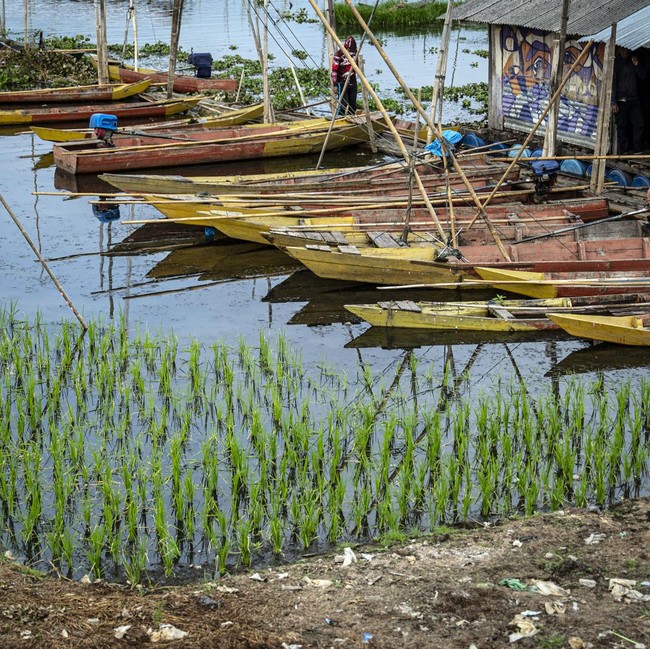 Saat Air Rawa Pening Surut, Warga Manfaatkan Lahan untuk Tanam Padi