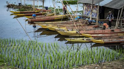 Saat Air Rawa Pening Surut, Warga Manfaatkan Lahan untuk Tanam Padi