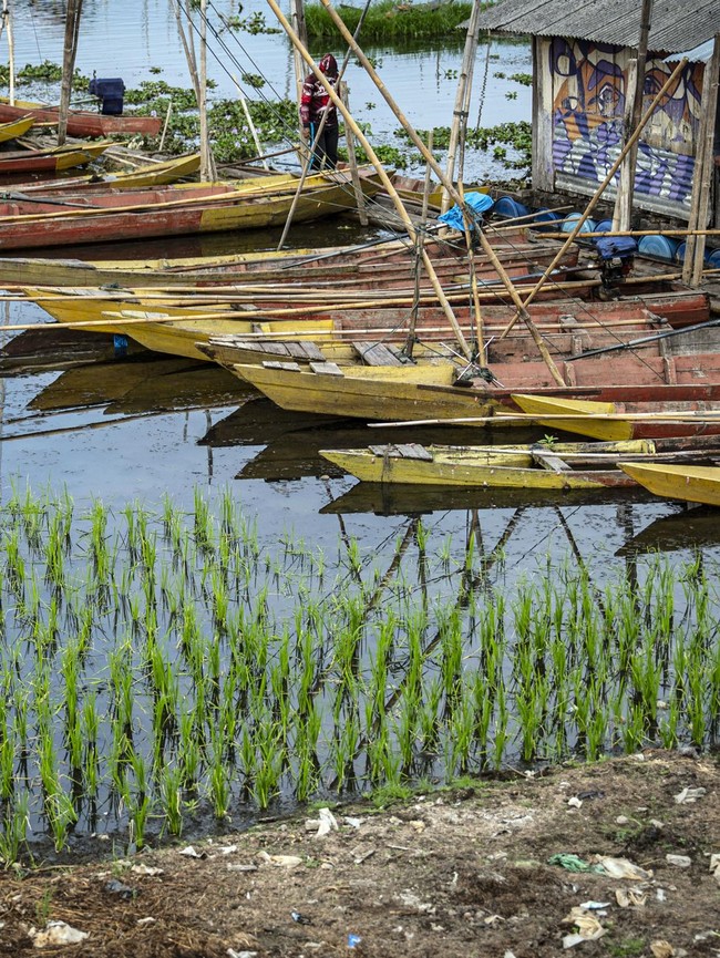 Saat Air Rawa Pening Surut, Warga Manfaatkan Lahan untuk Tanam Padi
