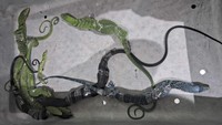 Bikin Geger! WN Korsel Ketahuan Selundupkan 8 Biawak di Koper