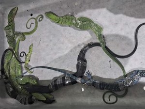 Bikin Geger! WN Korsel Ketahuan Selundupkan 8 Biawak di Koper