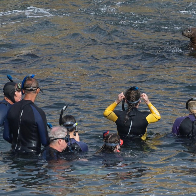 Berburu Momen Bersama Singa Laut di Teluk La Jolla