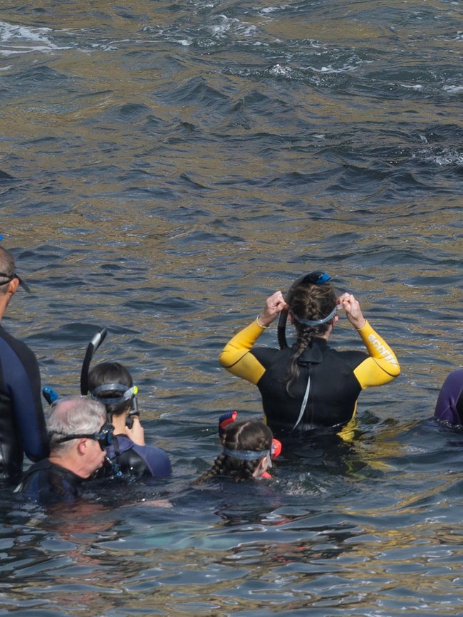 Berburu Momen Bersama Singa Laut di Teluk La Jolla