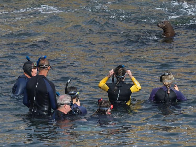 Berburu Momen Bersama Singa Laut di Teluk La Jolla