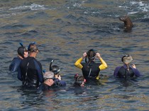 Berburu Momen Bersama Singa Laut di Teluk La Jolla