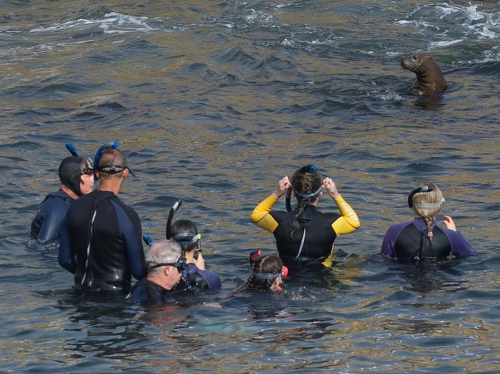 Sea lion pups rest on rocks at La Jolla Cove, where the California Coastal Commission is considering restricting public access, in San Diego, California, U.S., August 17, 2026. REUTERS/Mike Blake TPX IMAGES OF THE DAY