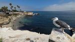 Berburu Momen Bersama Singa Laut di Teluk La Jolla