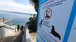 Berburu Momen Bersama Singa Laut di Teluk La Jolla