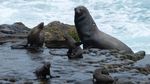 Berburu Momen Bersama Singa Laut di Teluk La Jolla