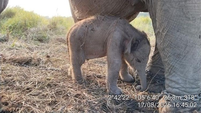 Gajah sumatra lahri pas 17 Agustus 2026 di PKG Jalur 21 Padang Sugihan